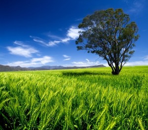 Bamboo Guarantor Loans