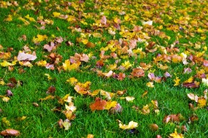 autumn home upgrades