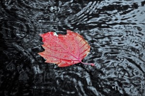 autumn property improvements