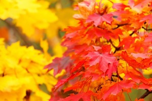 autumn property repairs